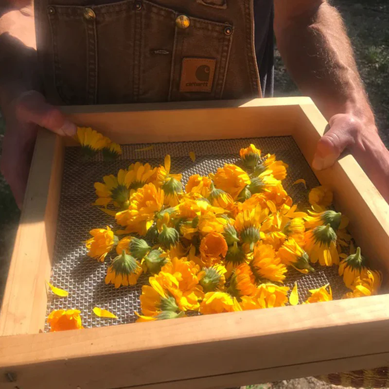 Resina Calendula - Image 8