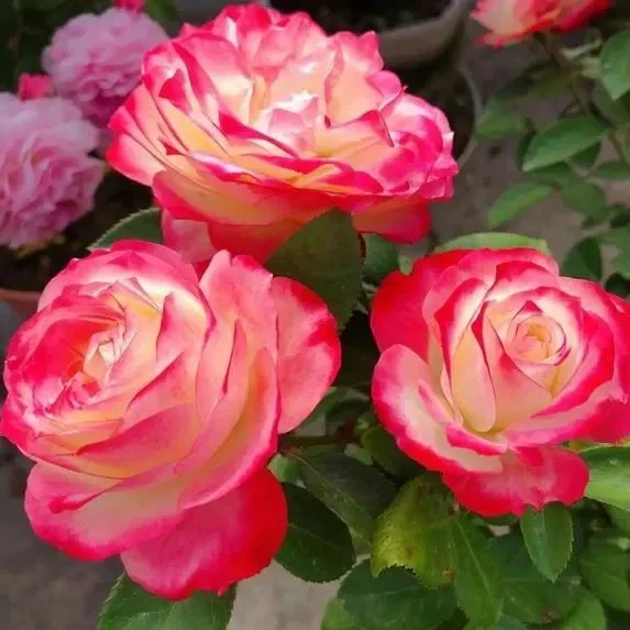 Rosa 'Cherry Parfait' Seeds - Image 2