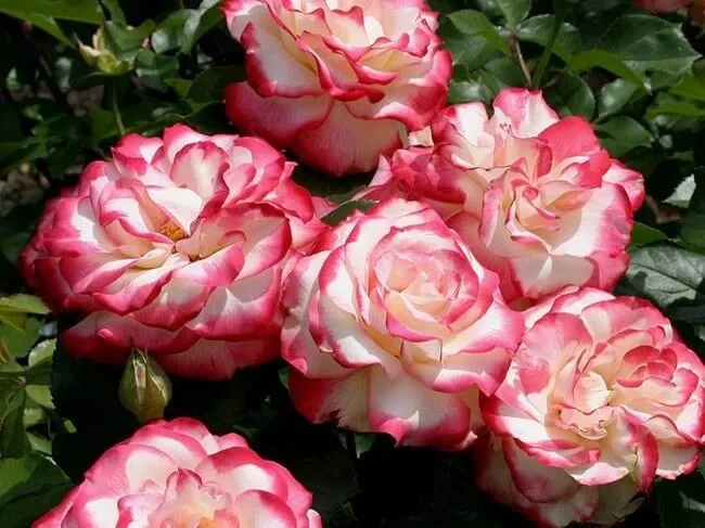Rosa 'Cherry Parfait' Seeds - Image 4
