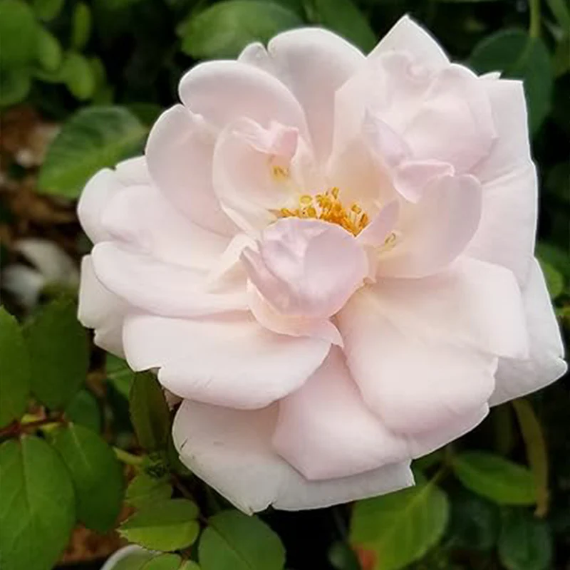 Rosa 'New Dawn' (Climbing Rose) Rose, Double Blush Pink Flowers Seeds - Image 2