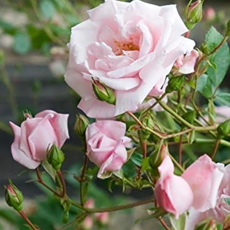 Rosa 'New Dawn' (Climbing Rose) Rose, Double Blush Pink Flowers Seeds - Image 3