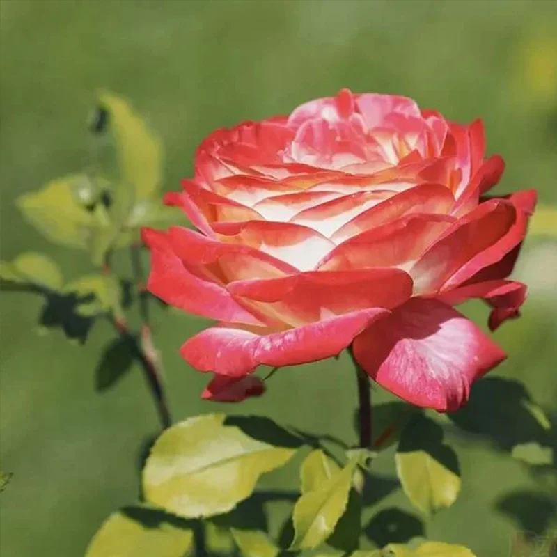 Rosa Peace (Hybrid Tea Rose) Seeds - Image 3