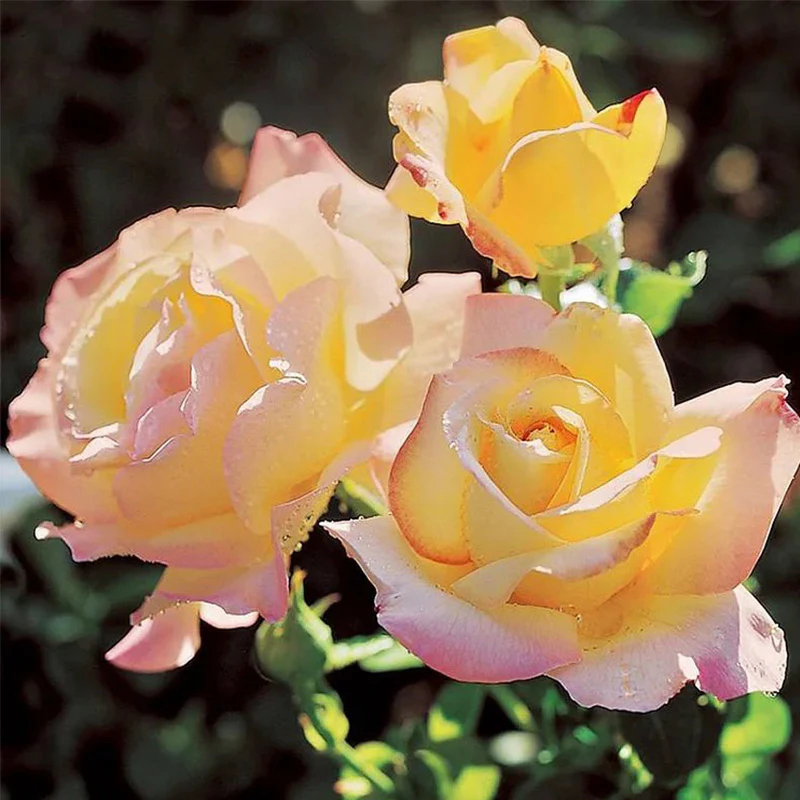 Rosa Peace (Hybrid Tea Rose) Seeds - Image 4