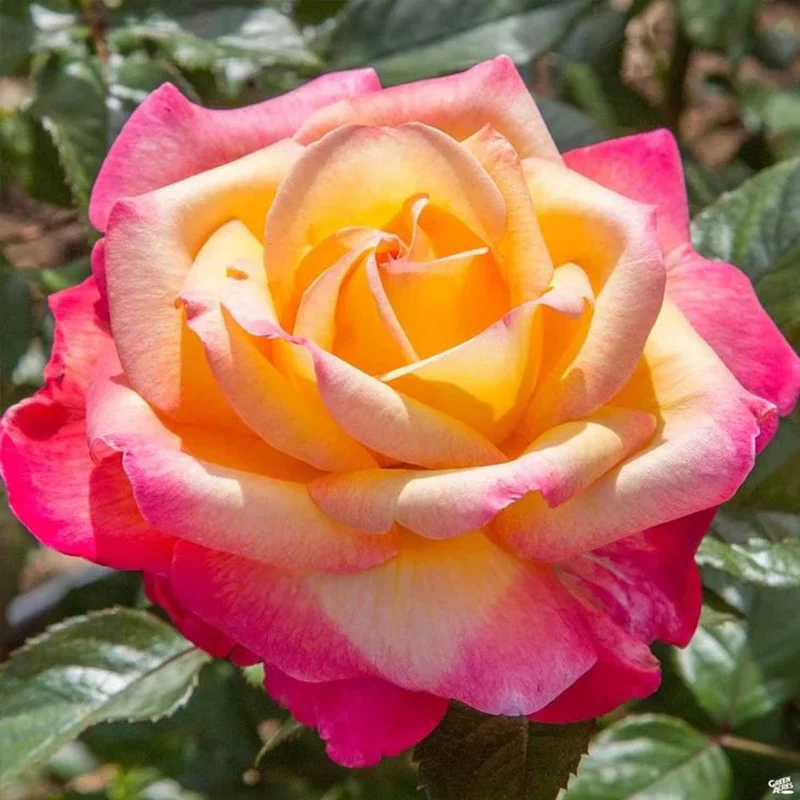 Rose Double Delight Seeds - Image 2