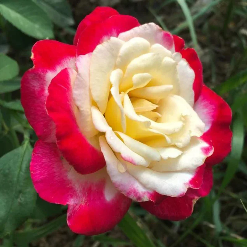 Rose Double Delight Seeds - Image 3