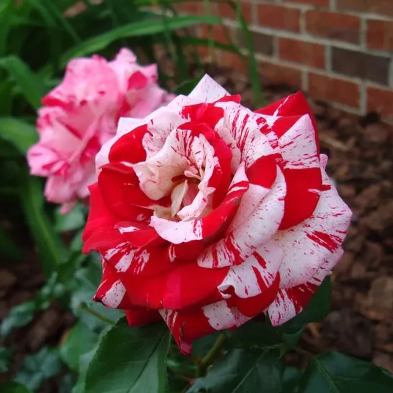 Rose red white Miniature Rose - Image 2