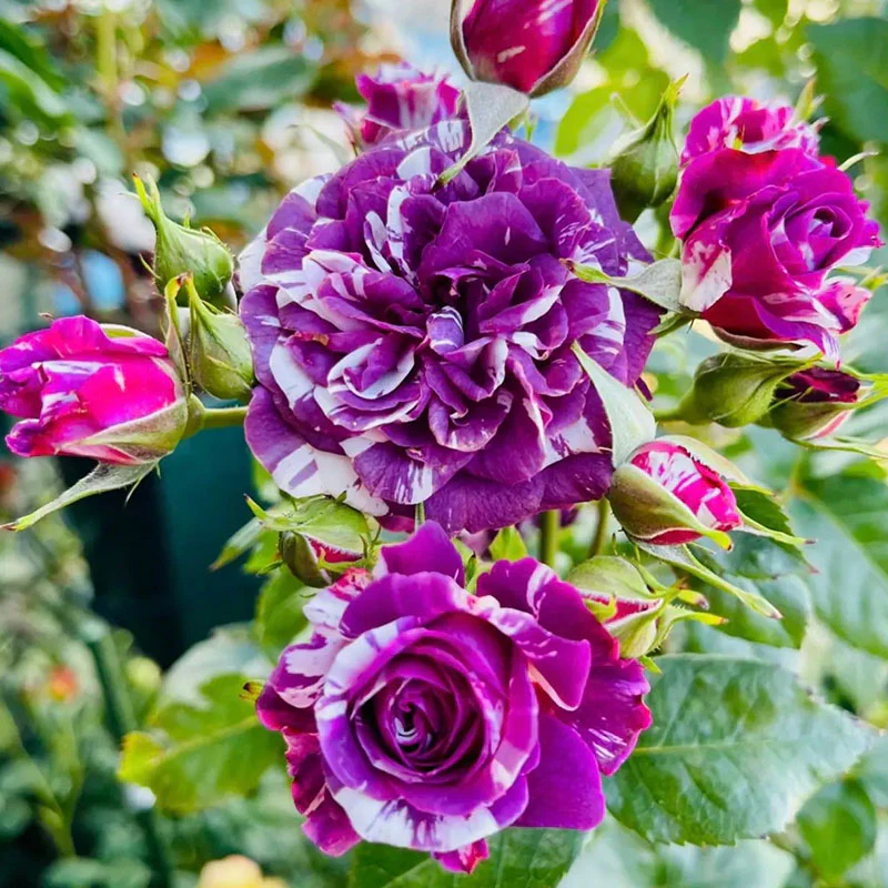 Rose Scented Jewel - Image 2