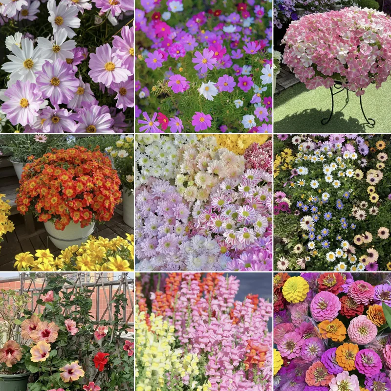 Royal Meadow Flower Seed Mix - Image 3