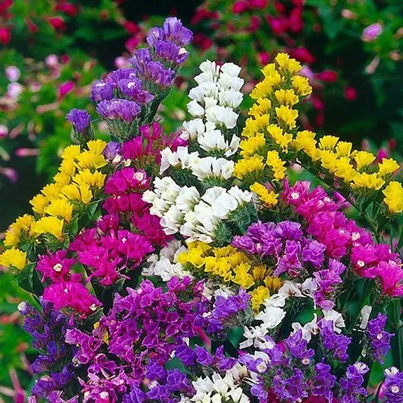 Royal Meadow Flower Seed Mix - Image 4