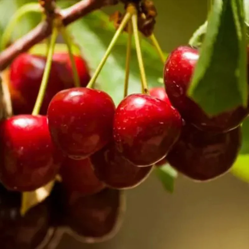 Ruby Calcium Berry Seeds - Image 15