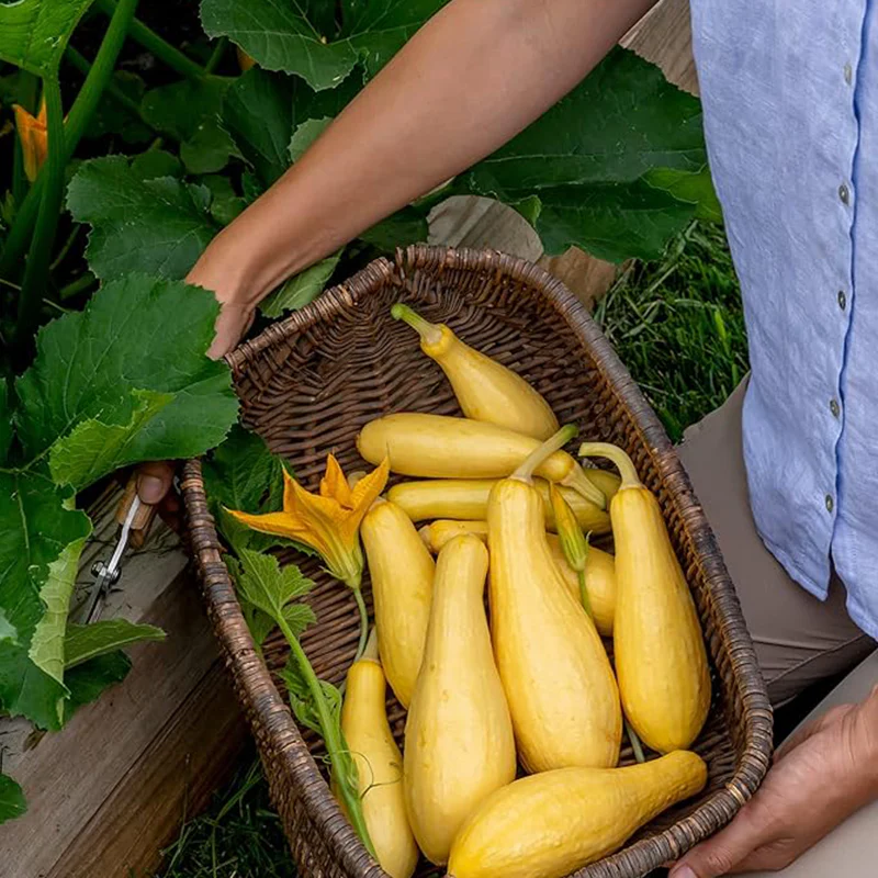 Saffron Summer Squash Seeds - Image 3