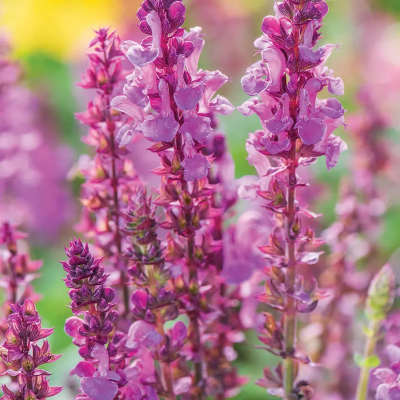 Salvia, Rose Marvel - Image 2