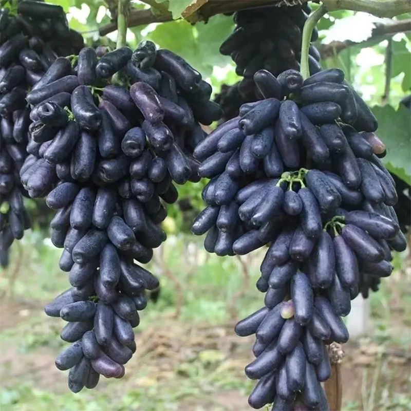 Seedless Sapphire Grapes Seeds - Image 4