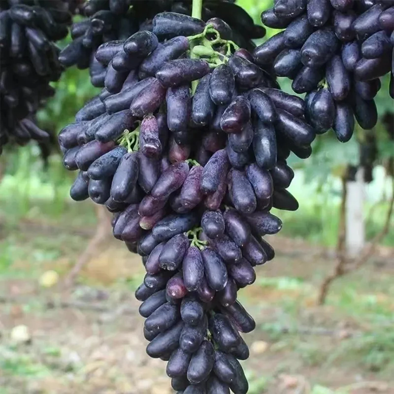 Seedless Sapphire Grapes Seeds - Image 6