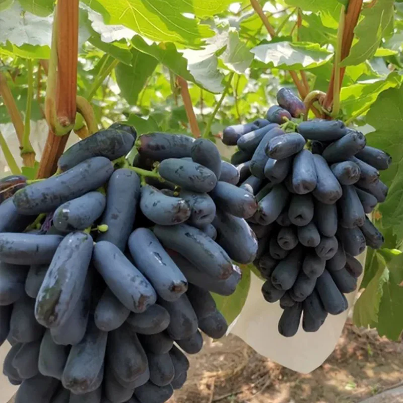 Seedless Sapphire Grapes Seeds - Image 7
