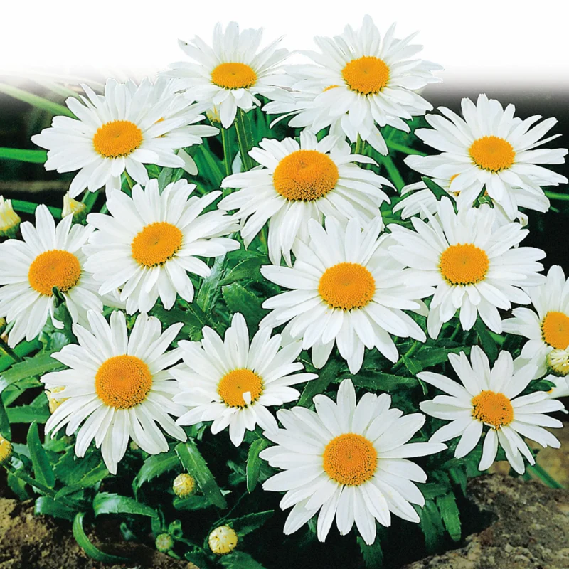 Shasta Daisy Seeds, Alaska