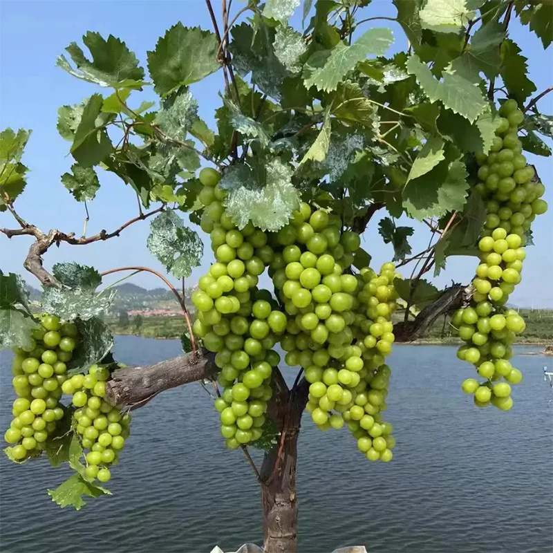 Shine Muscat Tree Seeds-Sunshine Rose Grape（Can be potted） - Image 2
