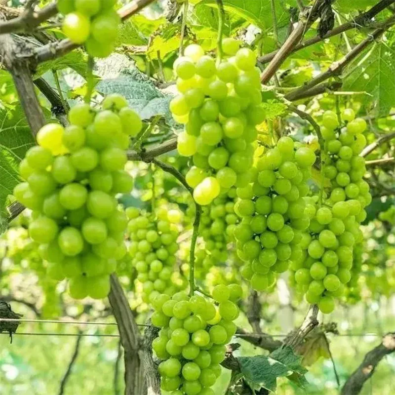 Shine Muscat Tree Seeds-Sunshine Rose Grape（Can be potted） - Image 8