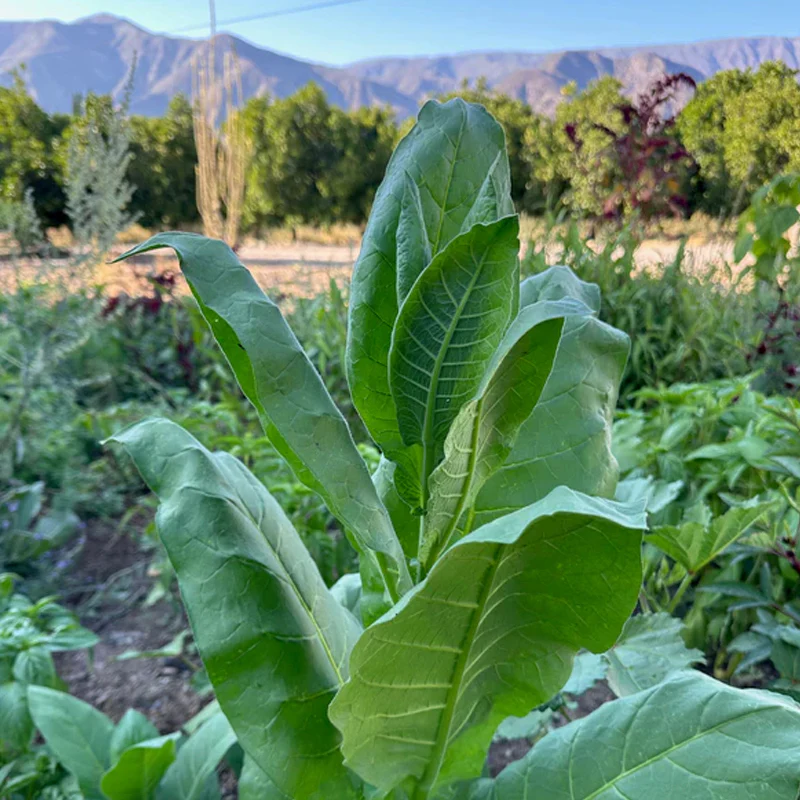 Shirazi Tobacco Seed - Image 2