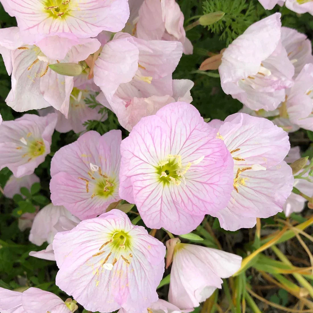 Showy Evening Primrose Seeds - Image 2