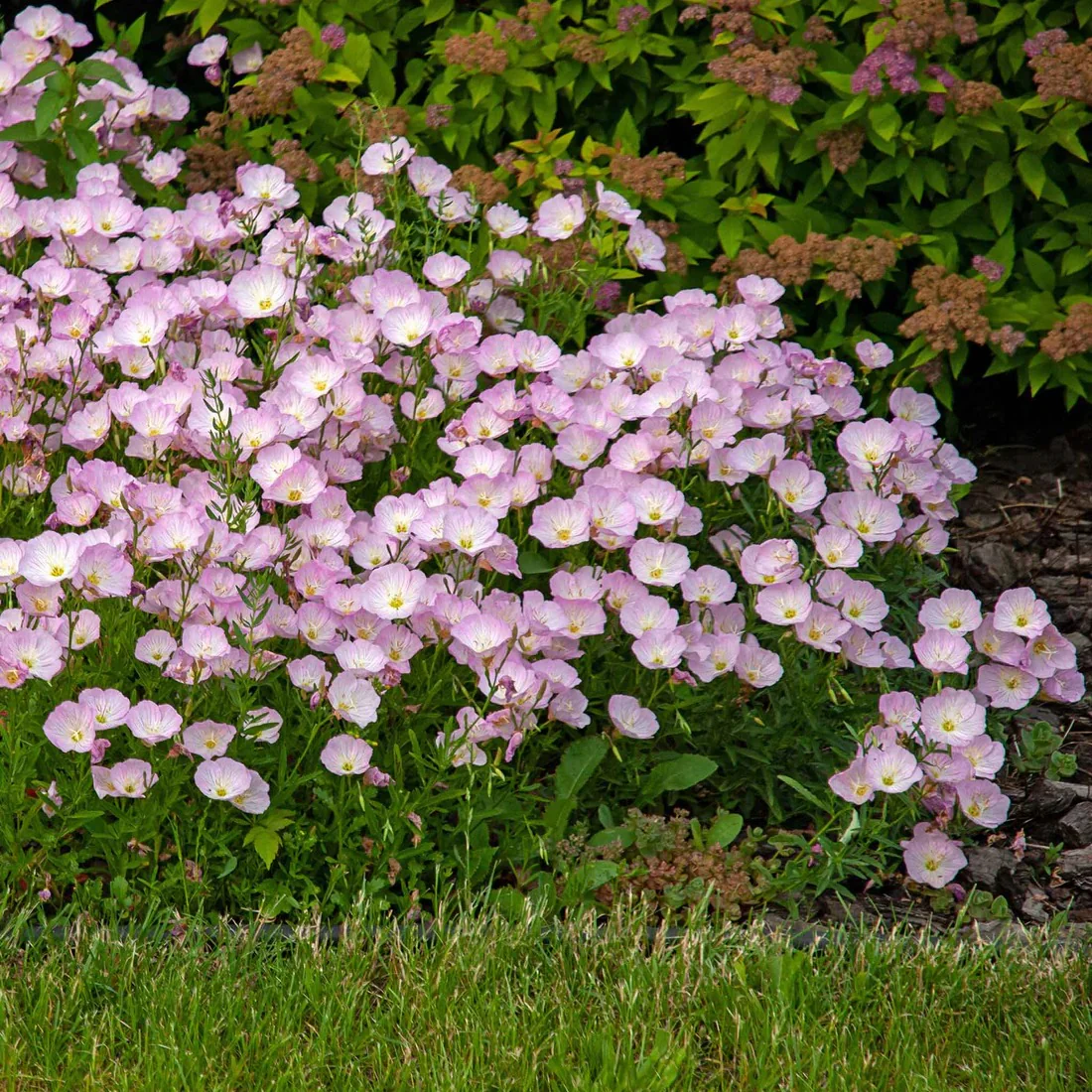 Showy Evening Primrose Seeds - Image 4