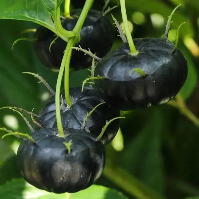 Small Version Of Pumpkin-Red Ginseng Seeds - Image 3