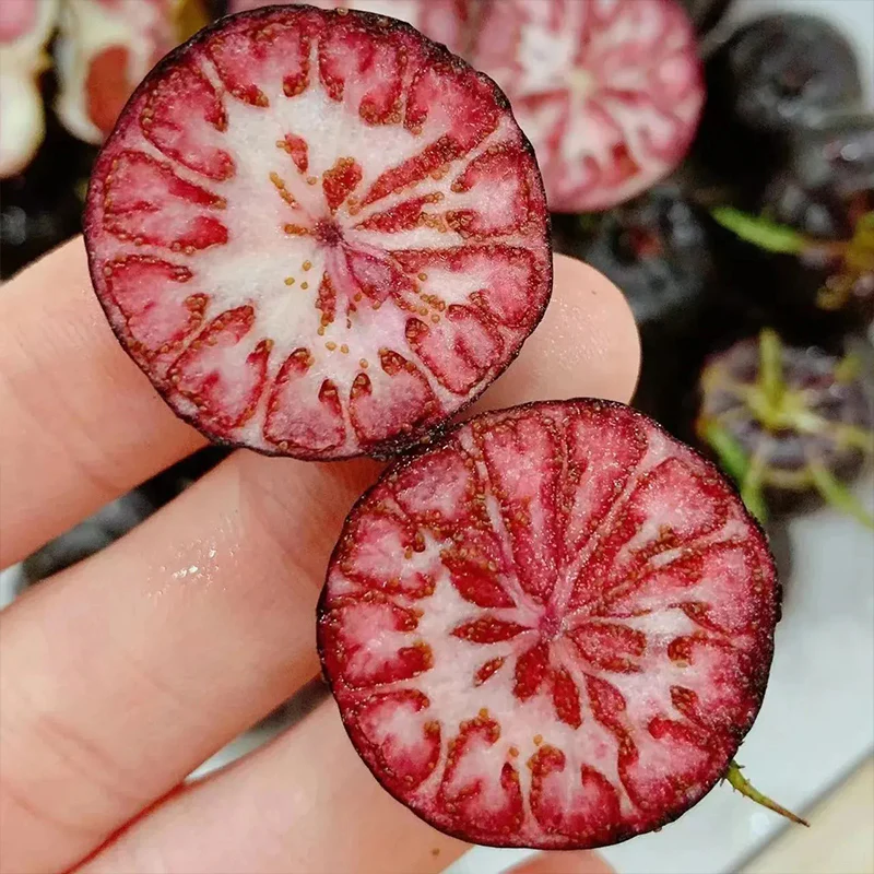 Small Version Of Pumpkin-Red Ginseng Seeds - Image 4