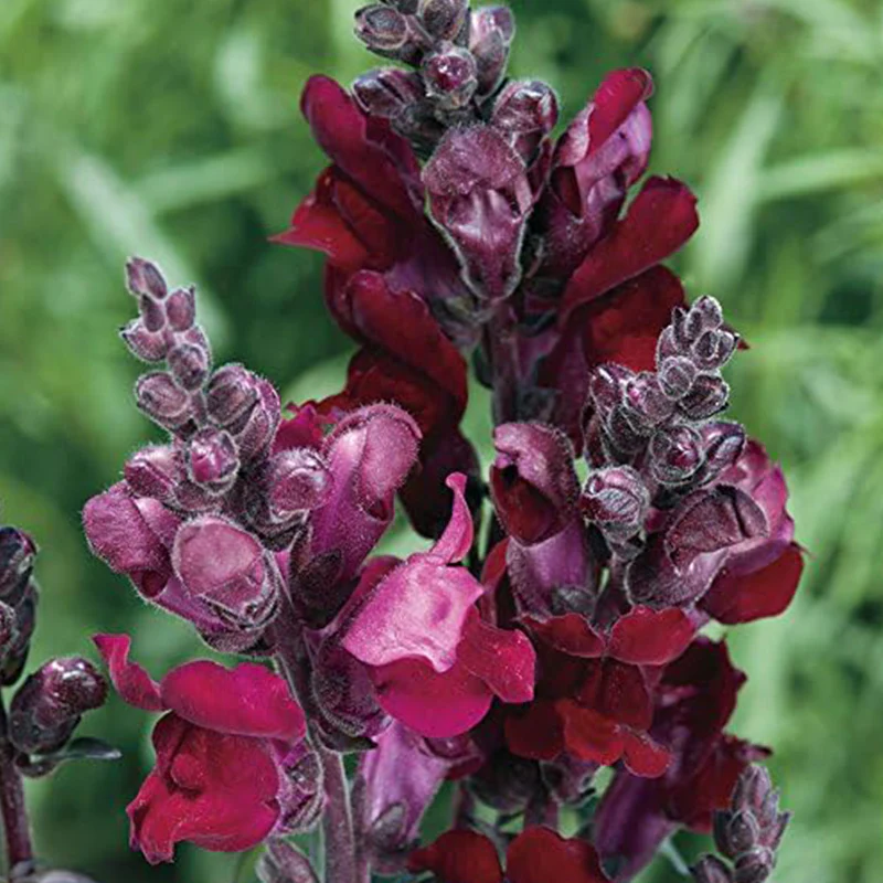 Snap Dragon Flower Plant Seeds, Easy to Grow, Perfect for Spring Garden, Black Prince