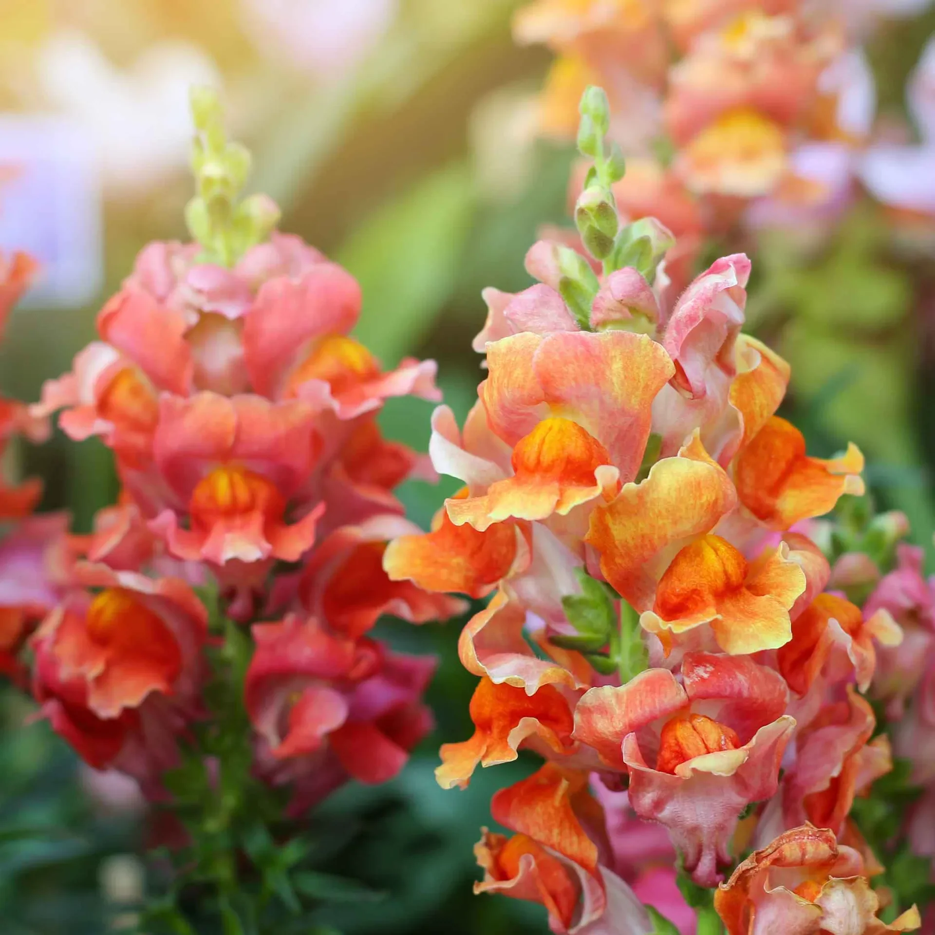Snapdragon Seeds - Rocket Bronze - Image 5