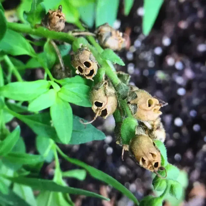 Snapdragon's Skull Flower Custom Mix Seeds - Image 3