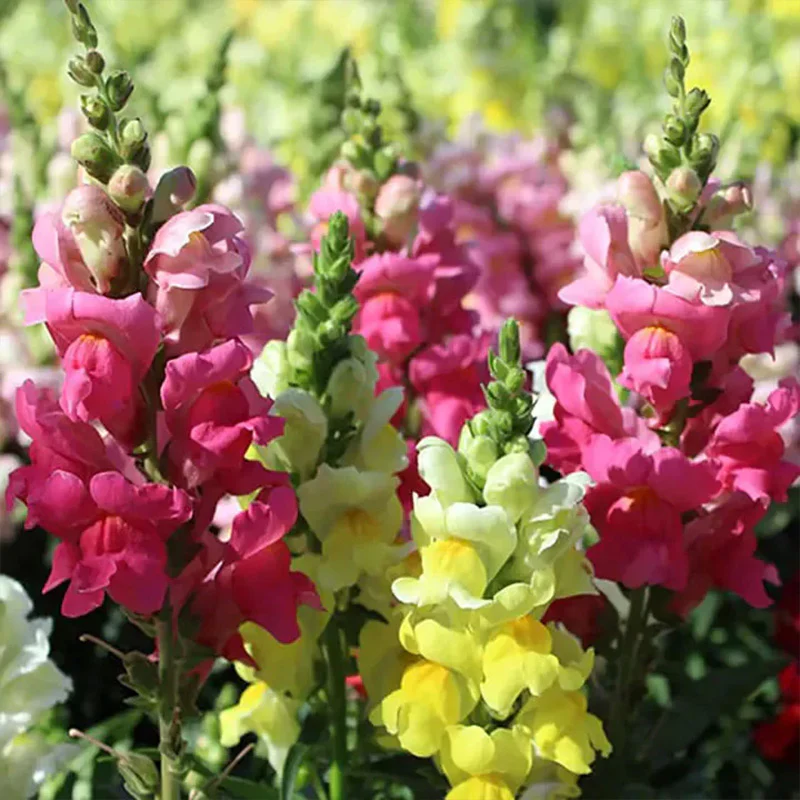 Snapdragon's Skull Flower Custom Mix Seeds - Image 9