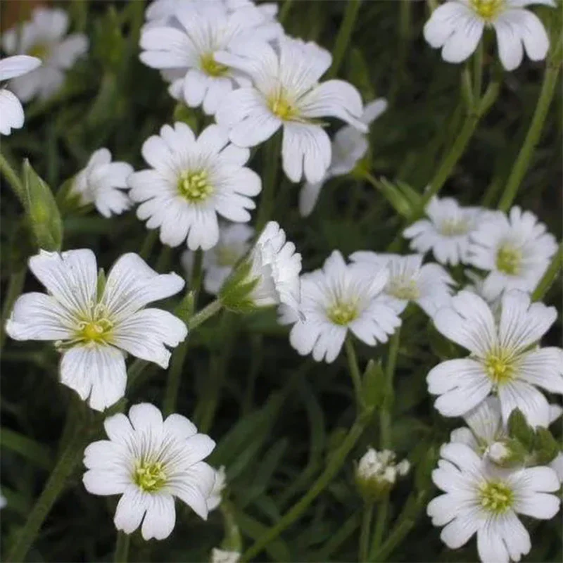 SNOW IN SUMMER (Chickweed) Cerastium Biebersteinii Flower Seeds - Image 2