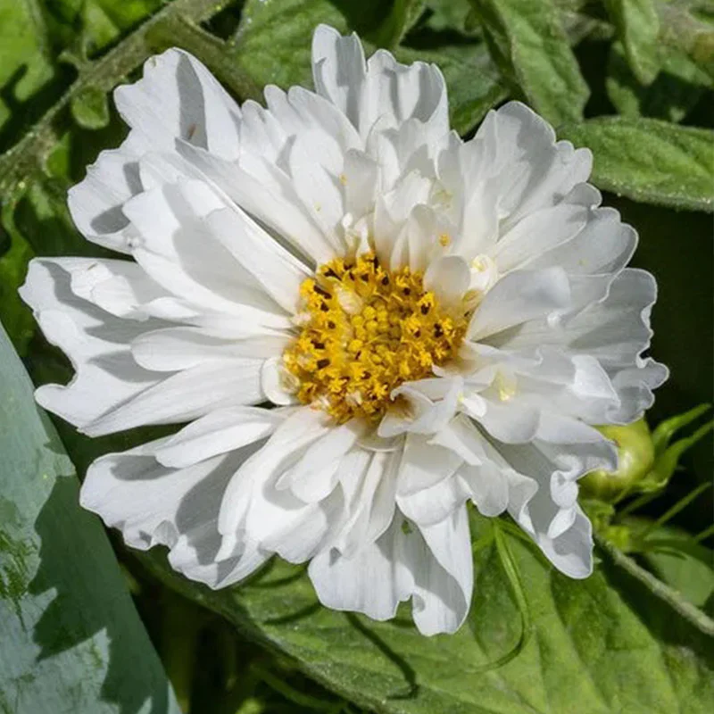 Snow Puff - Image 2