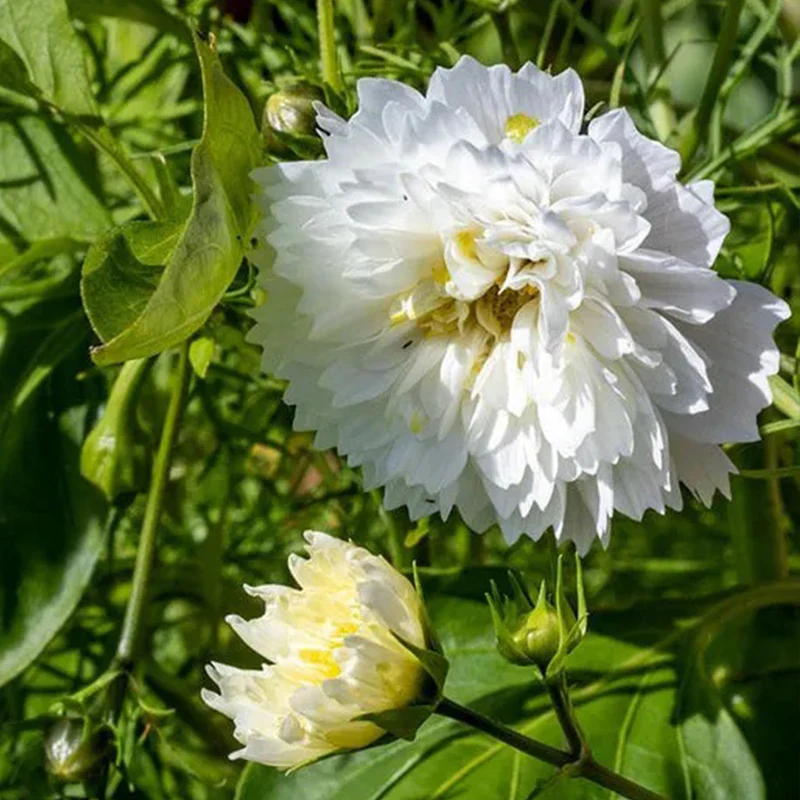 Snow Puff - Image 3
