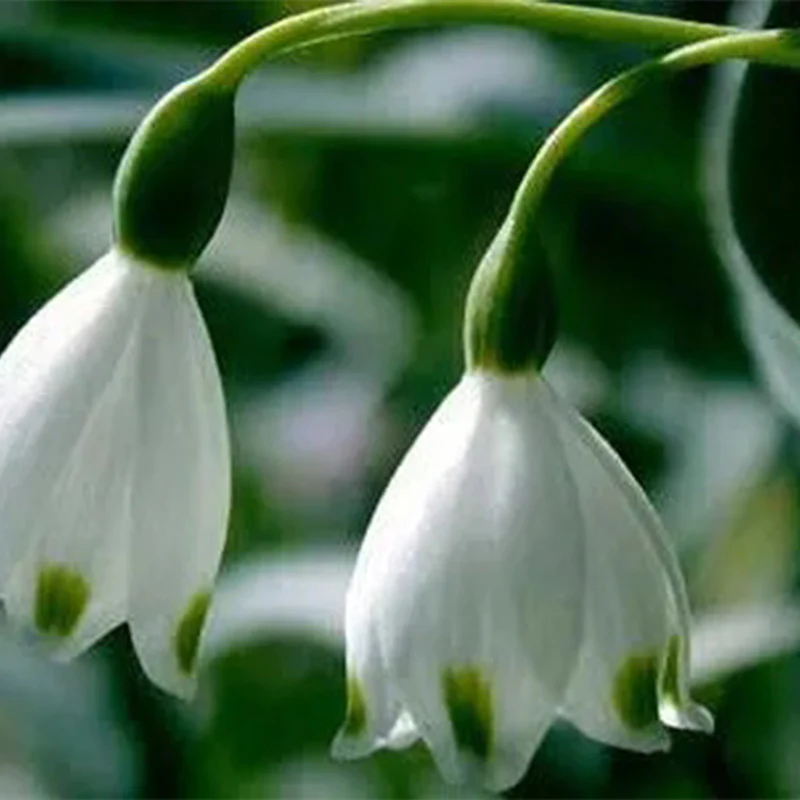 Snowdrop Flower Seeds - Image 2