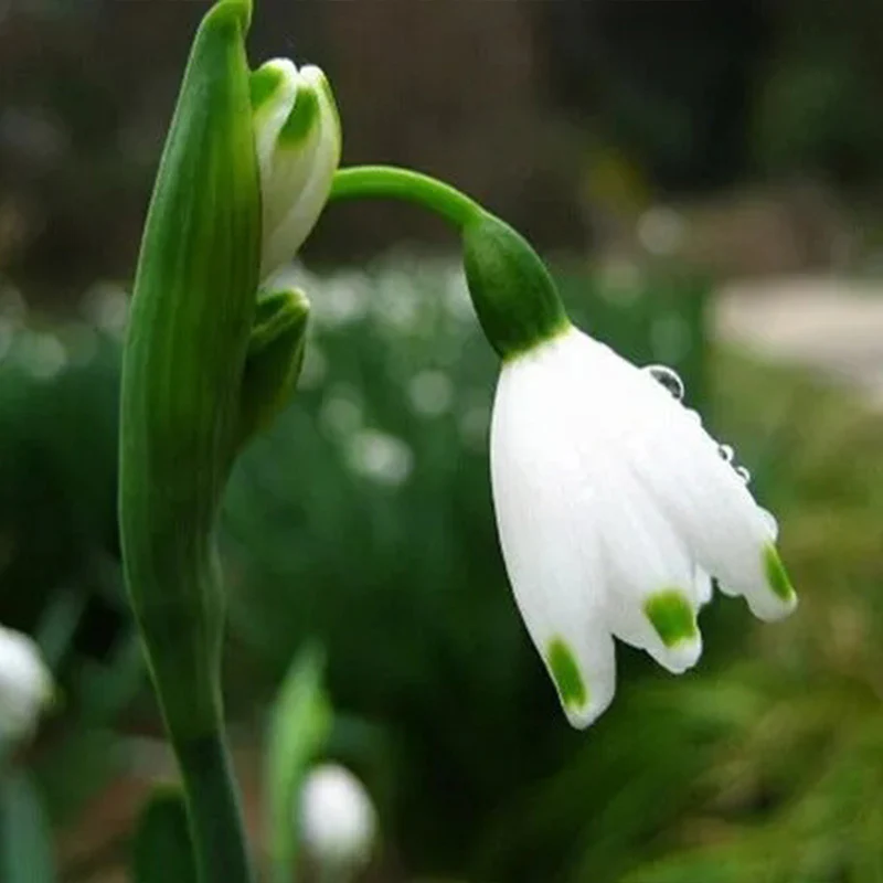 Snowdrop Flower Seeds - Image 3