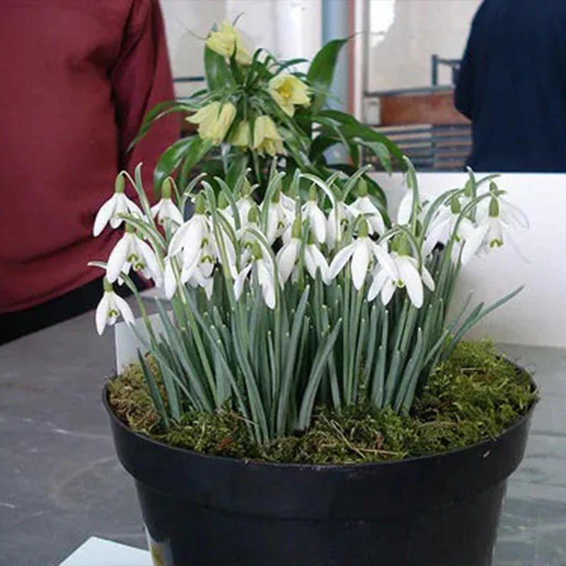 Snowdrop Flower Seeds - Image 4
