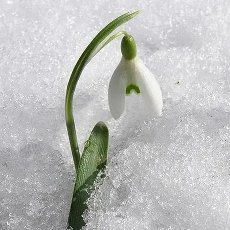 Snowdrop Flower Seeds - Image 5