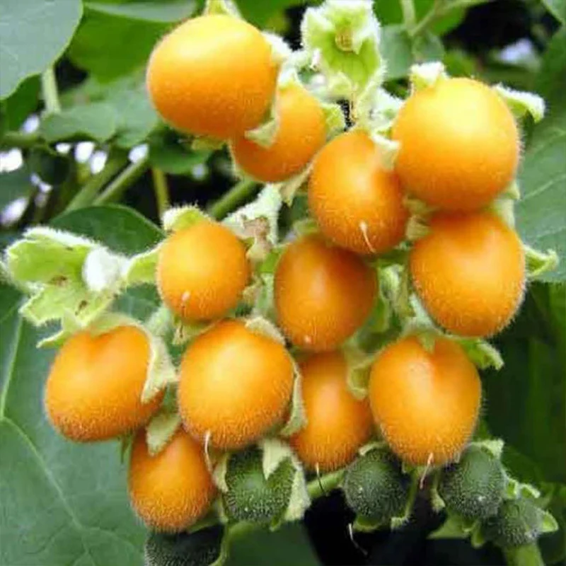 Solanum betaceum Yellow Fruit Tamarillo Tree Tomato - Image 4