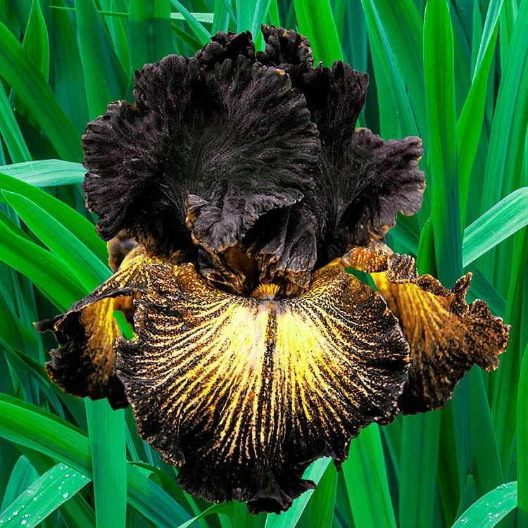 Sorbonne Bearded Iris - Image 2