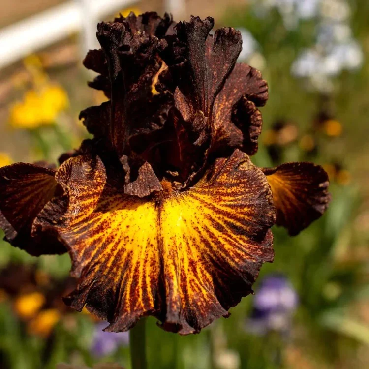 Sorbonne Bearded Iris - Image 3