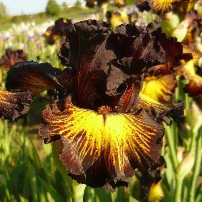 Sorbonne Bearded Iris - Image 4