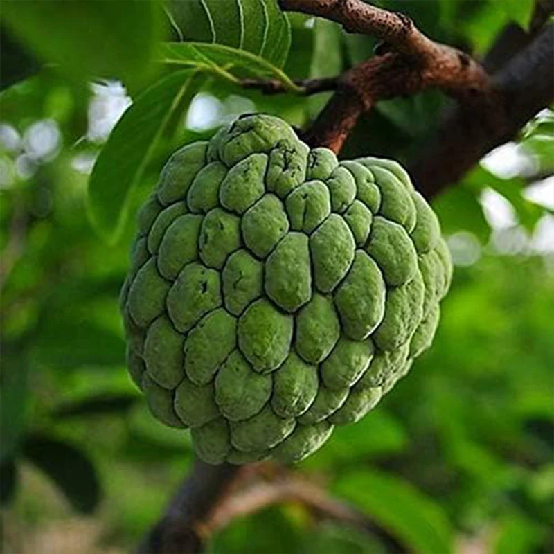 Soursop Graviola Guanabana Annona Muricata Fruit Tree Seeds Fresh Tropical Fruit - Image 4