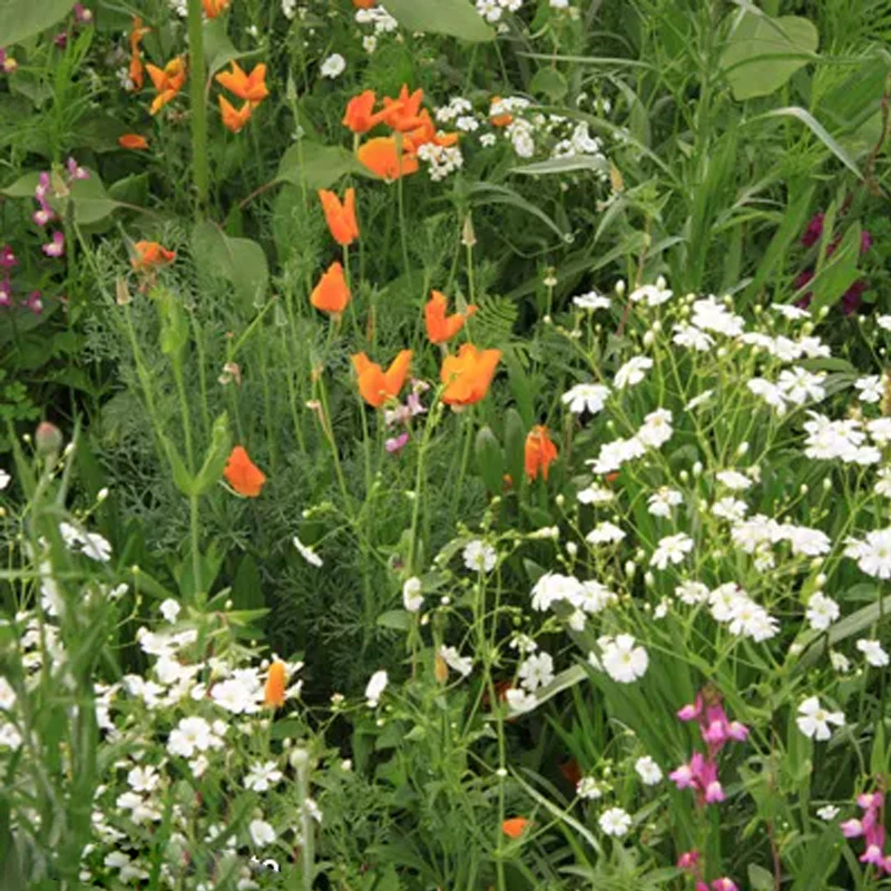 Southwest Wildflower Seed Mix - Image 3