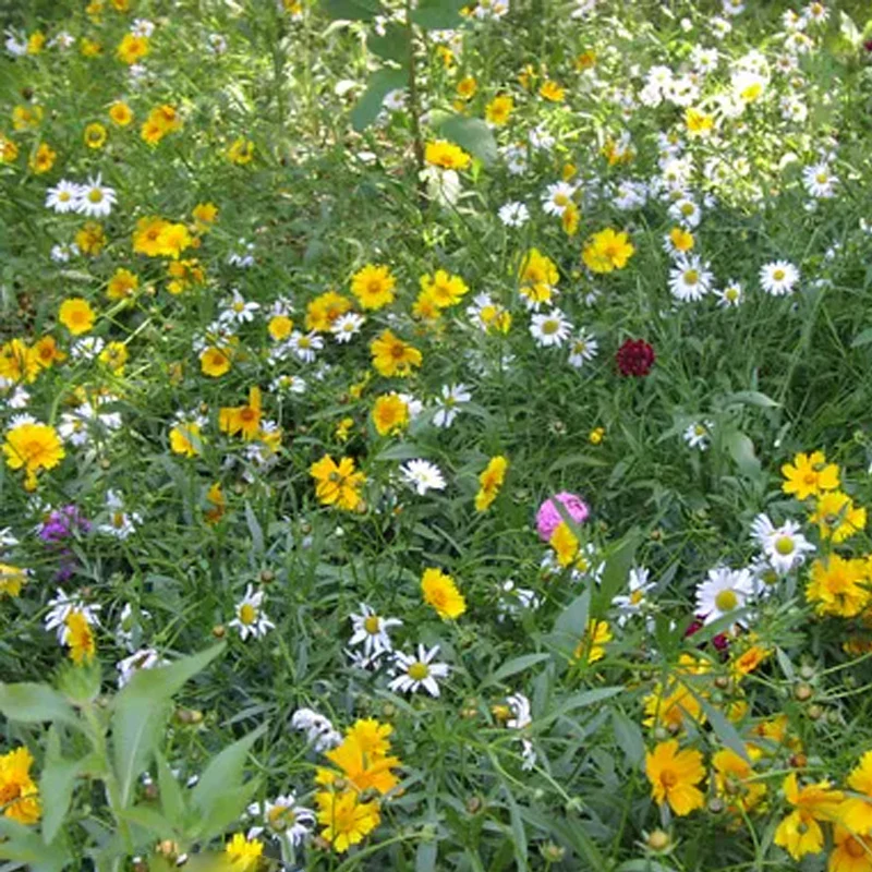 Southwest Wildflower Seed Mix - Image 4