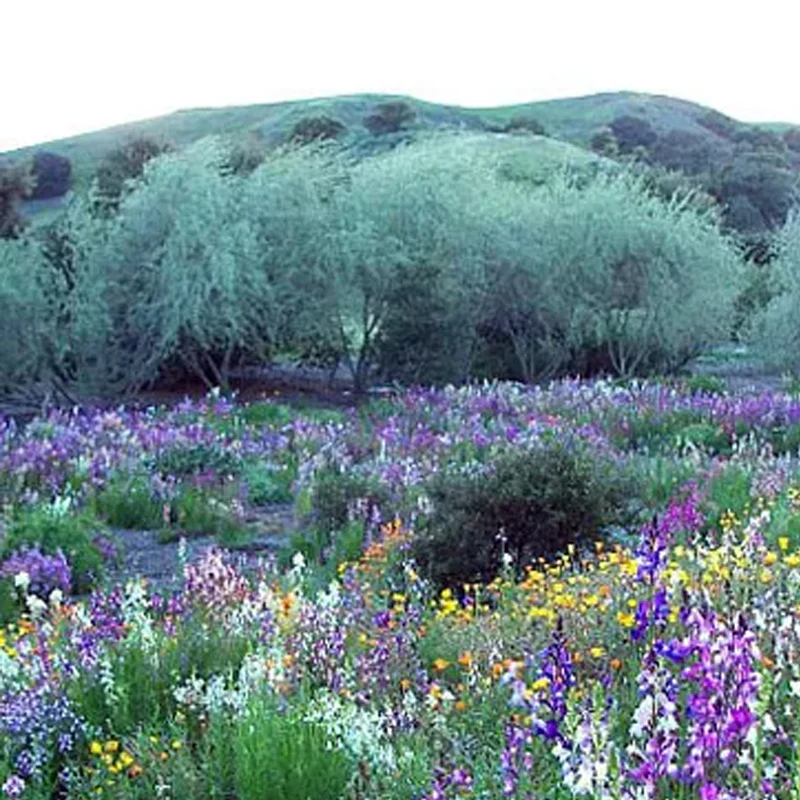 Southwest Wildflower Seed Mix - Image 5