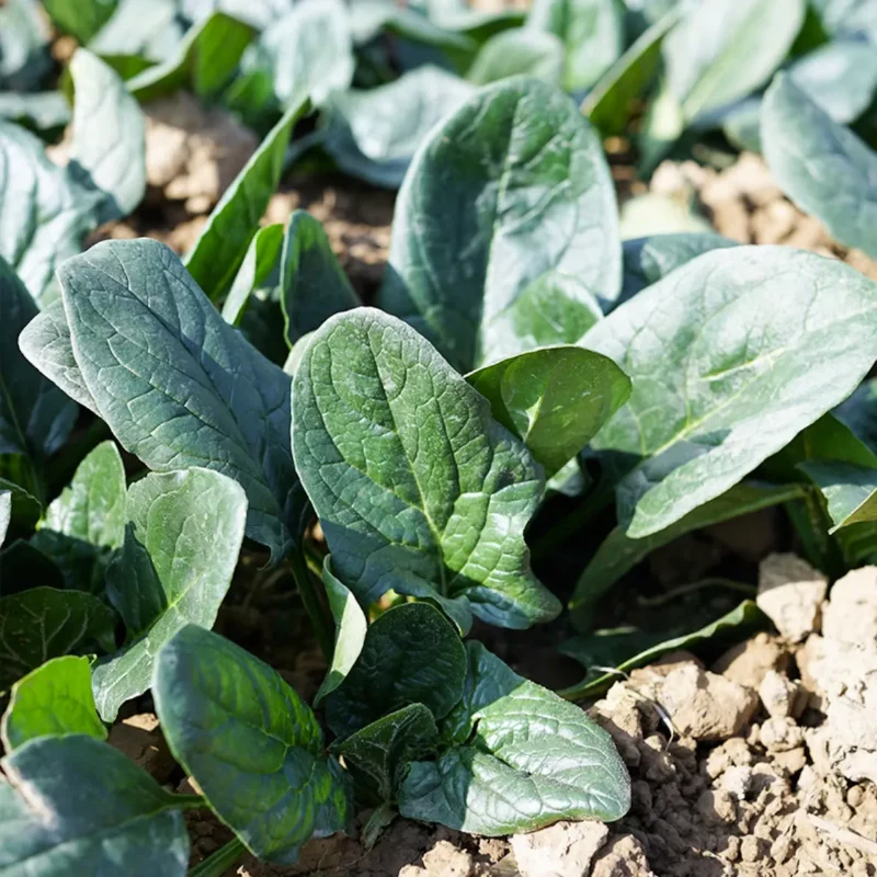 Spinach In The Snow Seeds - Image 3