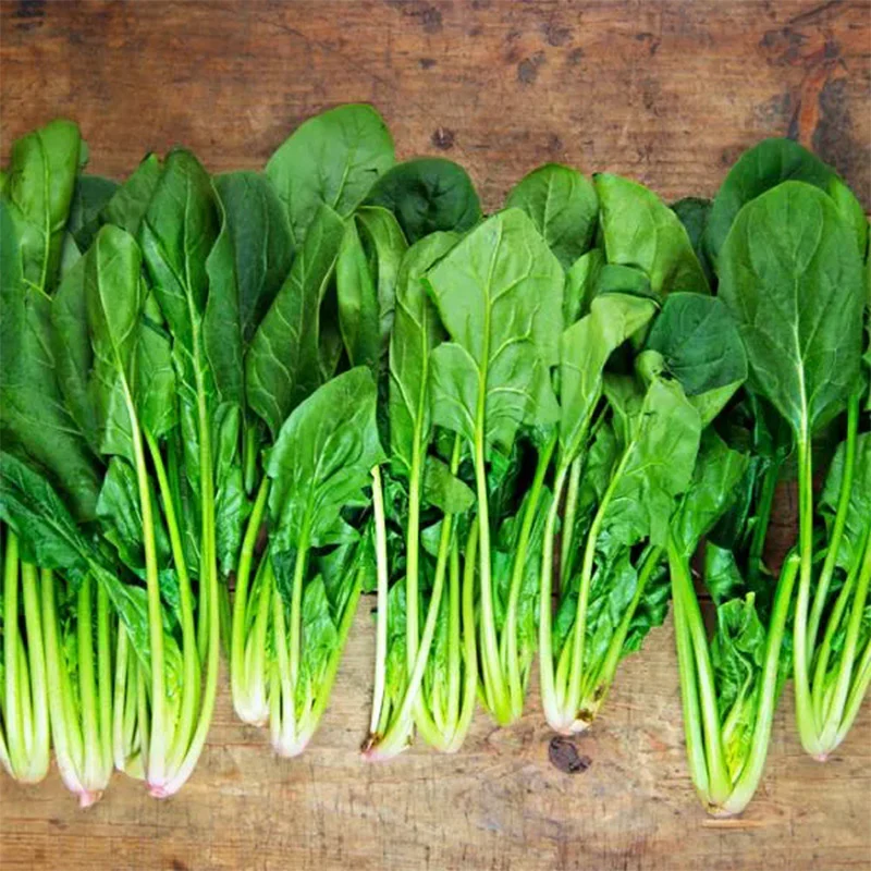 Spinach Regiment F1 Organic - Image 2