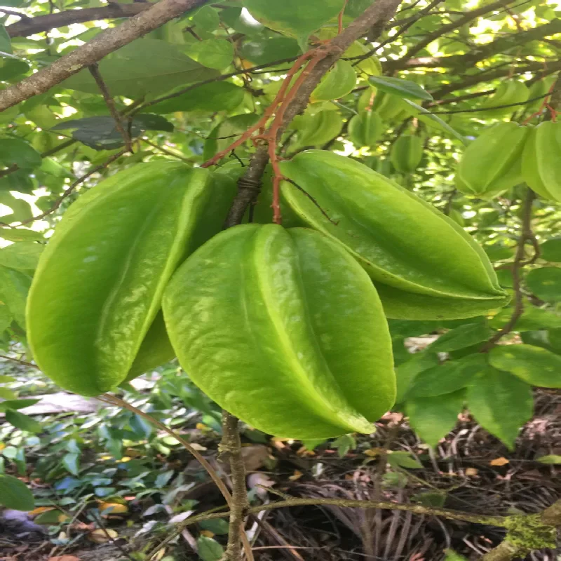 Star Fruit Seeds - Image 2