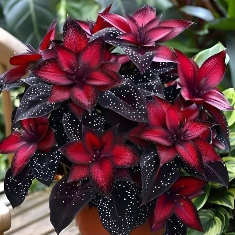 Stardust Begonia Seeds - Image 2